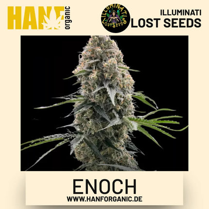 Enoch feminisierte Hanfsamen von Illuminati Lost Seeds – Produktbild 2