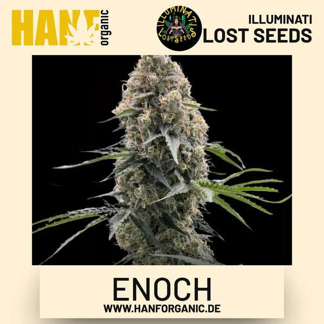 Enoch feminisierte Hanfsamen von Illuminati Lost Seeds – Produktbild 2