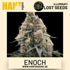 Enoch feminisierte Hanfsamen von Illuminati Lost Seeds