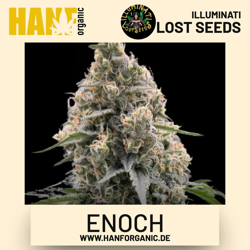 Enoch feminisierte Hanfsamen von Illuminati Lost Seeds