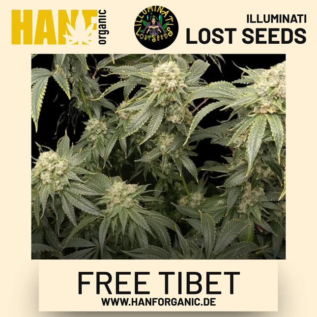 Free Tibet feminisierte Hanfsamen von Illuminati Lost Seeds – Produktbild 2