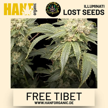 Free Tibet feminisierte Hanfsamen von Illuminati Lost Seeds