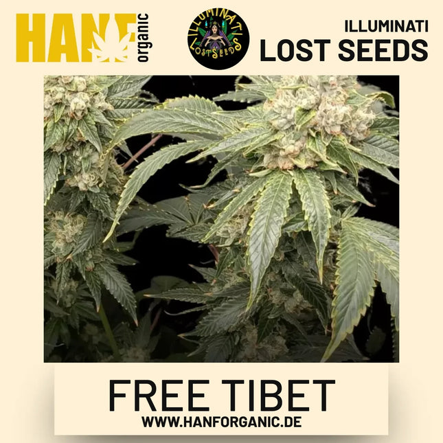 Free Tibet feminisierte Hanfsamen von Illuminati Lost Seeds