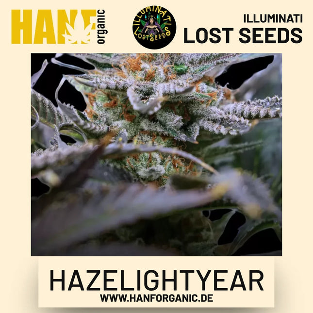 Hazelightyear feminisierte Hanfsamen von Illuminati Lost Seeds – Produktbild 2