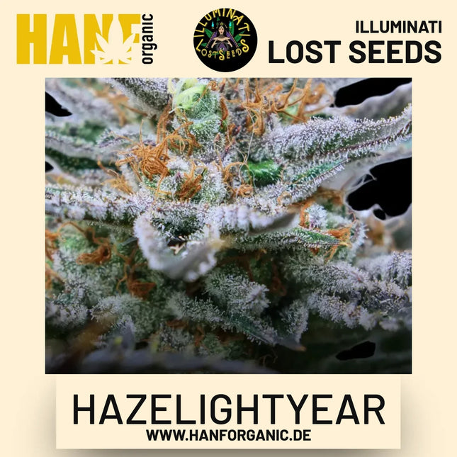 Hazelightyear feminisierte Hanfsamen von Illuminati Lost Seeds