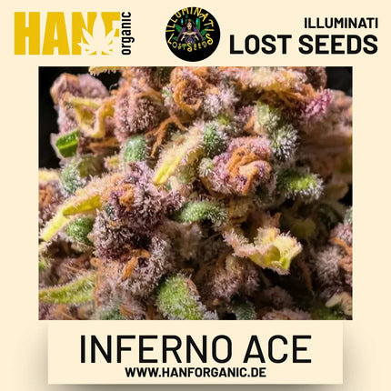 Inferno ACE feminisierte Hanfsamen von Illuminati Lost Seeds – Produktbild 2