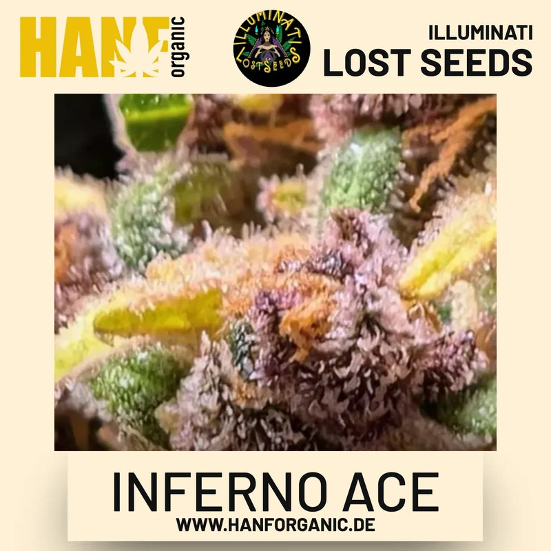 Inferno ACE feminisierte Hanfsamen von Illuminati Lost Seeds