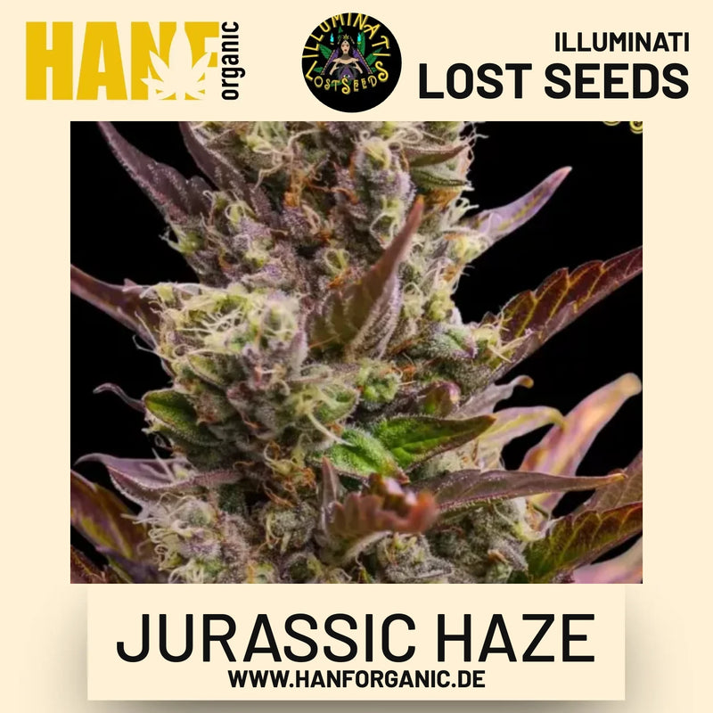 Jurassic Haze Auto Hanfsamen von Illuminati Lost Seeds