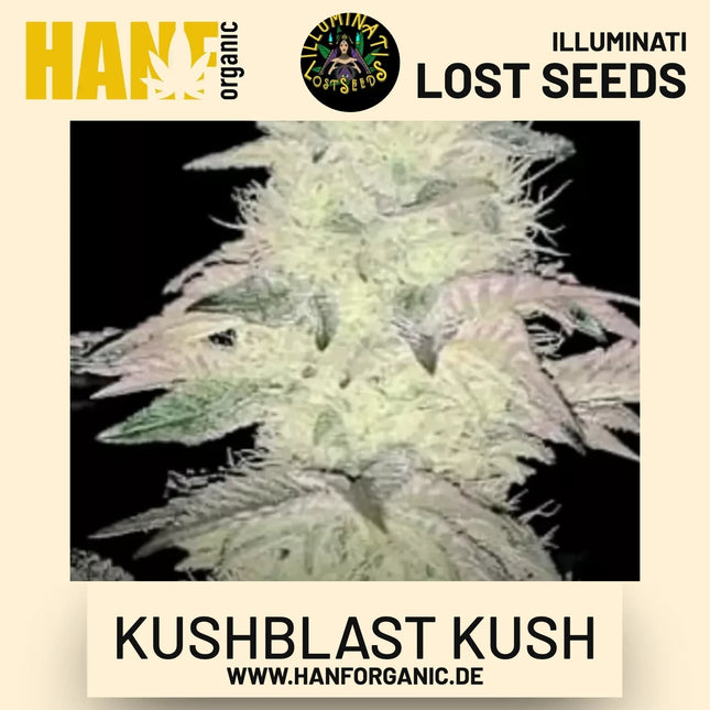 Kushblast Kush feminisierte Hanfsamen von Illuminati Lost Seeds – Produktbild 2