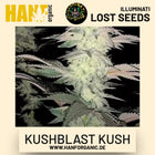 Kushblast Kush feminisierte Hanfsamen von Illuminati Lost Seeds