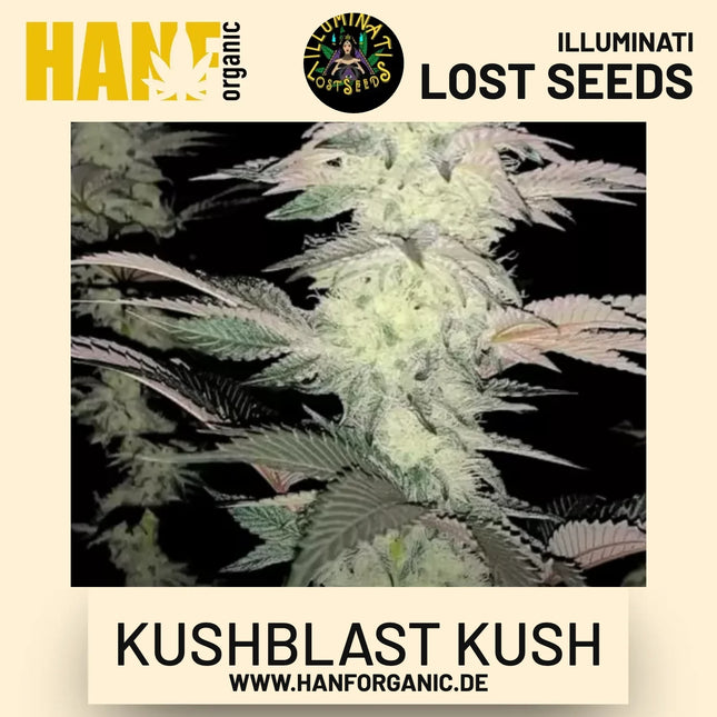 Kushblast Kush feminisierte Hanfsamen von Illuminati Lost Seeds