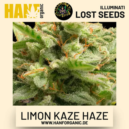 Limon Kaze Haze feminisierte Hanfsamen von Illuminati Lost Seeds – Produktbild 2