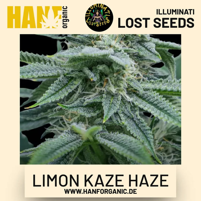 Limon Kaze Haze feminisierte Hanfsamen von Illuminati Lost Seeds