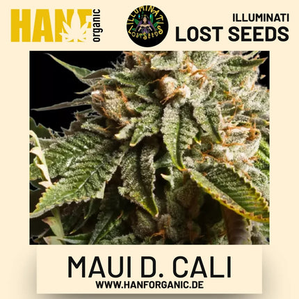 Maui D. Cali feminisierte Hanfsamen von Illuminati Lost Seeds – Produktbild 2