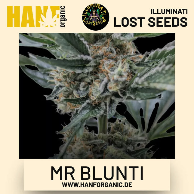 Mr Blunti feminisierte Hanfsamen von Illuminati Lost Seeds – Produktbild 2