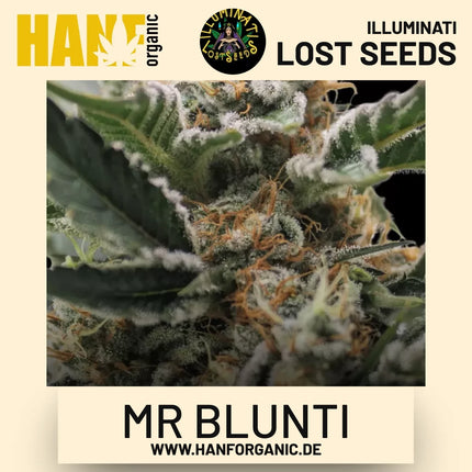 Mr Blunti feminisierte Hanfsamen von Illuminati Lost Seeds