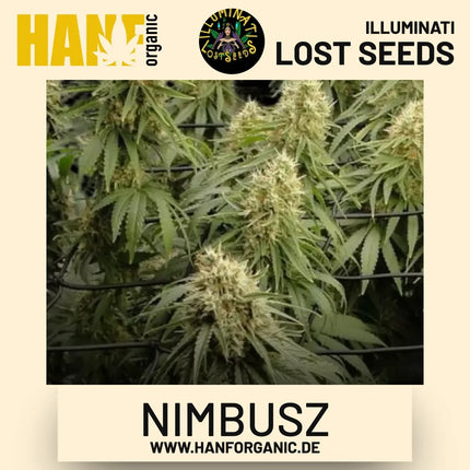 Nimbusz feminisierte Hanfsamen von Illuminati Lost Seeds – Produktbild 2