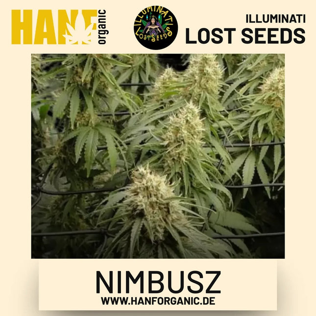 Nimbusz feminisierte Hanfsamen von Illuminati Lost Seeds – Produktbild 2