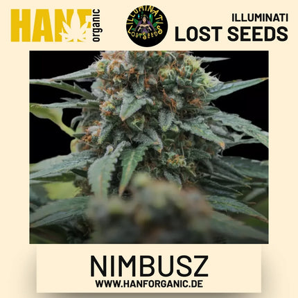 Nimbusz feminisierte Hanfsamen von Illuminati Lost Seeds