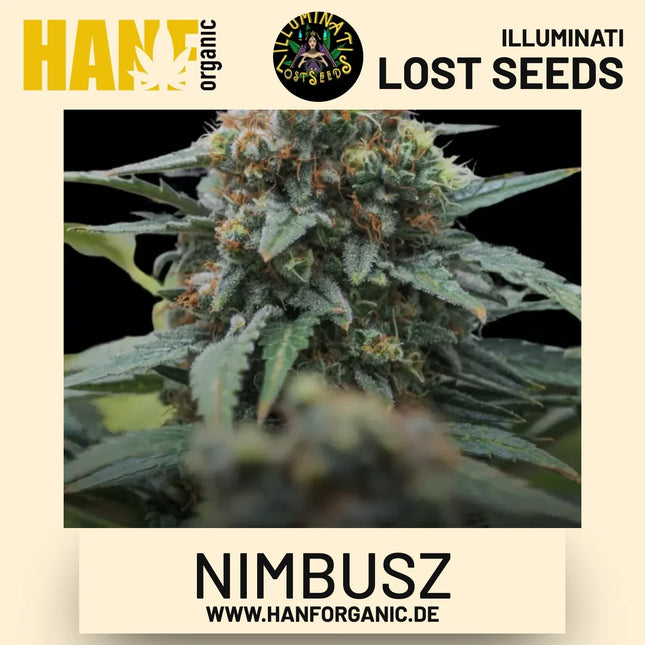 Nimbusz feminisierte Hanfsamen von Illuminati Lost Seeds