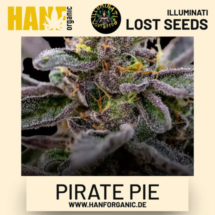 Pirate Pie feminisierte Hanfsamen von Illuminati Lost Seeds – Produktbild 2