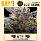 Pirate Pie feminisierte Hanfsamen von Illuminati Lost Seeds