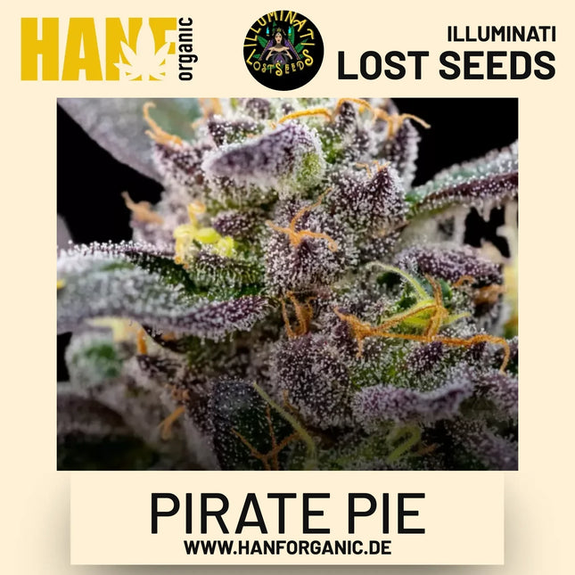 Pirate Pie feminisierte Hanfsamen von Illuminati Lost Seeds