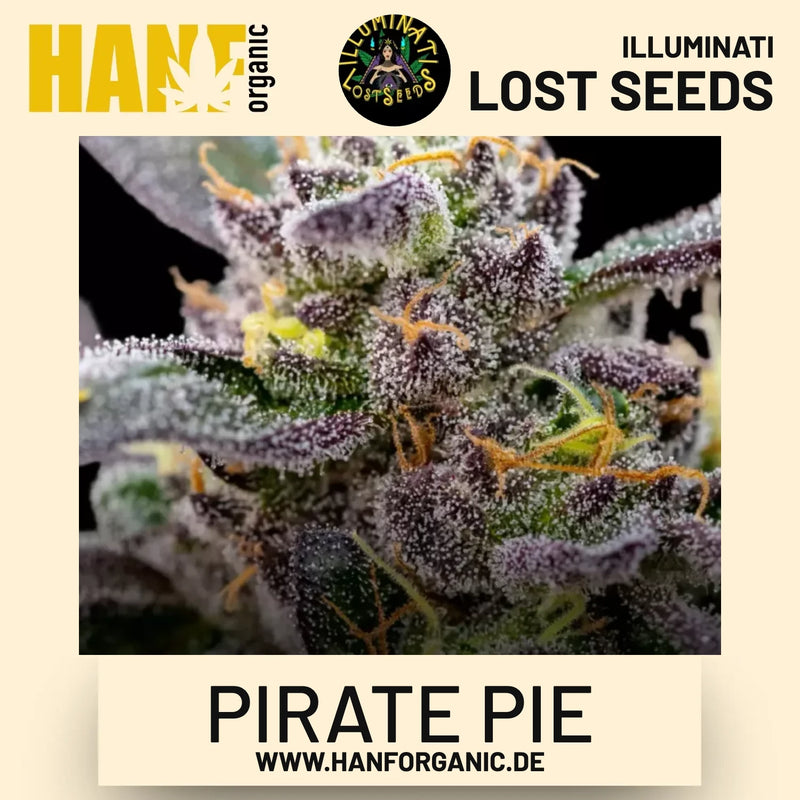 Pirate Pie feminisierte Hanfsamen von Illuminati Lost Seeds