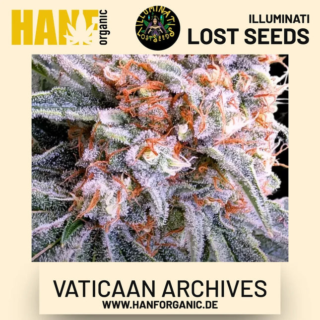 Vaticaan Archives feminisierte Hanfsamen von Illuminati Lost Seeds – Produktbild 2