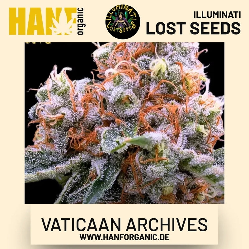 Vaticaan Archives feminisierte Hanfsamen von Illuminati Lost Seeds
