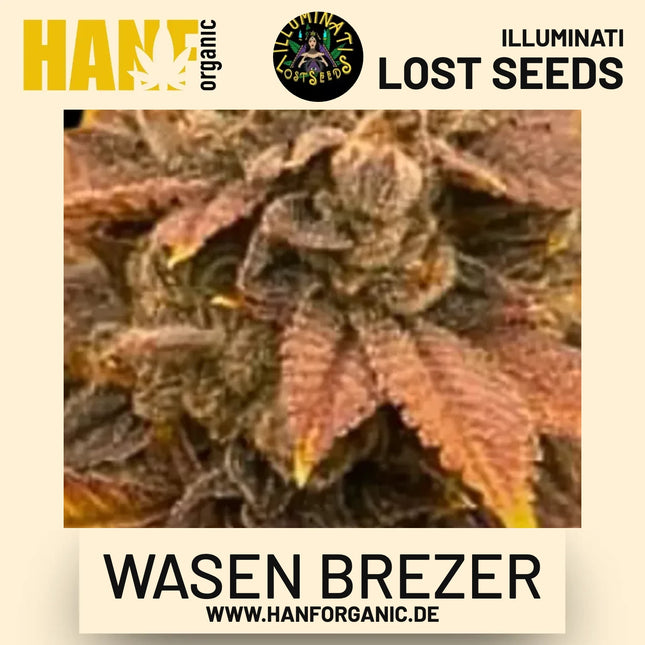 Wasen Brezer feminisierte Hanfsamen von Illuminati Lost Seeds – Produktbild 2
