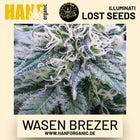 Wasen Brezer feminisierte Hanfsamen von Illuminati Lost Seeds