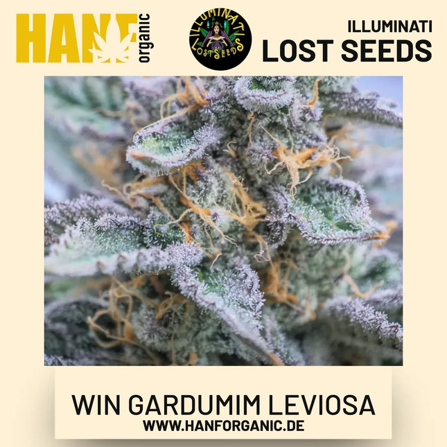 Win Gardumim Leviosa feminisierte Hanfsamen von Illuminati Lost Seeds – Produktbild 2