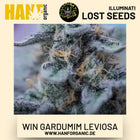 Win Gardumim Leviosa feminisierte Hanfsamen von Illuminati Lost Seeds