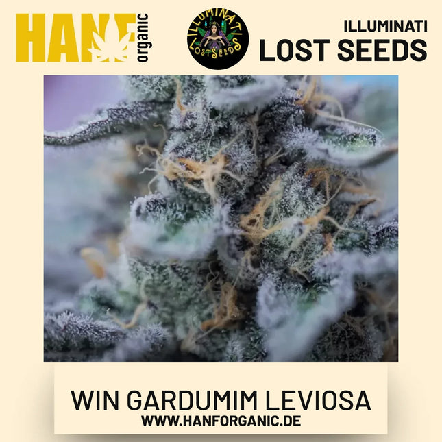 Win Gardumim Leviosa feminisierte Hanfsamen von Illuminati Lost Seeds