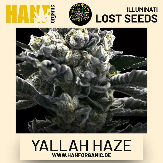 Yallah Haze feminisierte Hanfsamen von Illuminati Lost Seeds – Produktbild 2