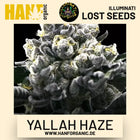 Yallah Haze feminisierte Hanfsamen von Illuminati Lost Seeds