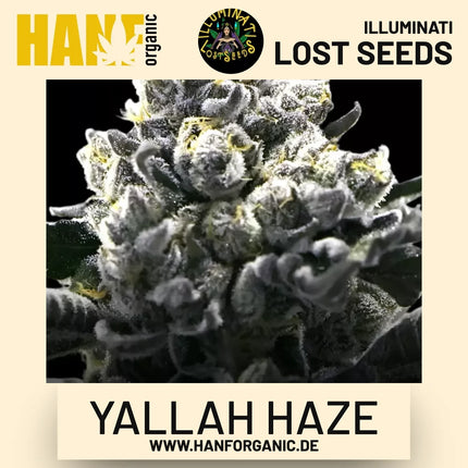Yallah Haze feminisierte Hanfsamen von Illuminati Lost Seeds