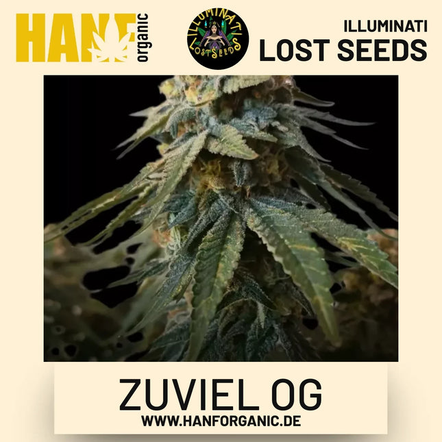 Zuviel OG feminisierte Hanfsamen von Illuminati Lost Seeds – Produktbild 2