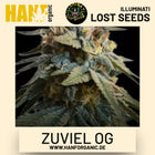Zuviel OG feminisierte Hanfsamen von Illuminati Lost Seeds