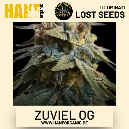 Zuviel OG feminisierte Hanfsamen von Illuminati Lost Seeds