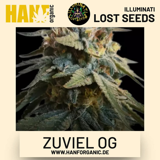 Zuviel OG feminisierte Hanfsamen von Illuminati Lost Seeds