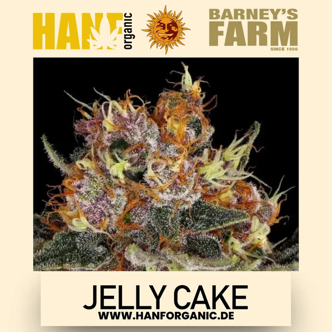 Jelly Cake - Barneys Farm - Fem