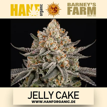 Barney’s Farm - Jelly Cake (Feminisiert)