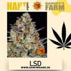 Barney's Farm -  LSD - Feminisierte Hanfsamen