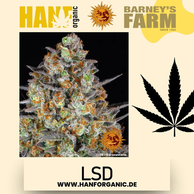 Barney's Farm -  LSD - Feminisierte Hanfsamen