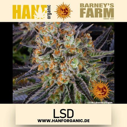 Barney's Farm -  LSD - Feminisierte Hanfsamen