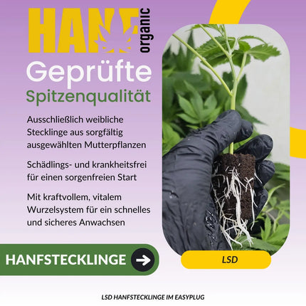 LSD Hanfstecklinge