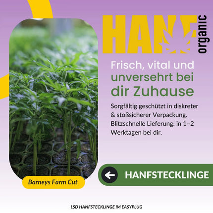 LSD Hanfstecklinge