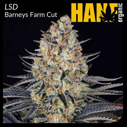 LSD Hanfstecklinge